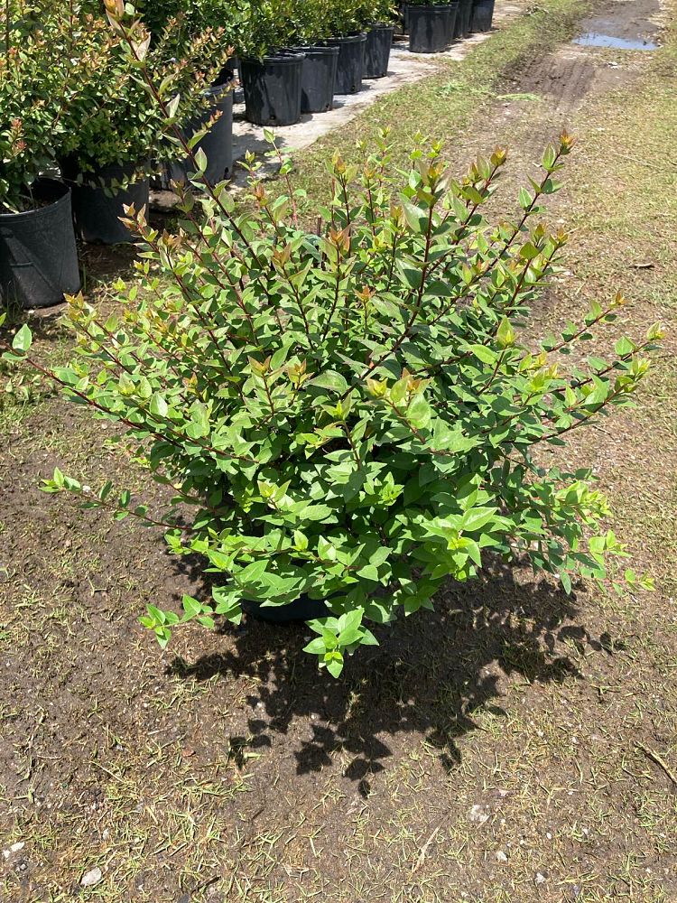 abelia-x-grandiflora-rose-creek-glossy-abelia