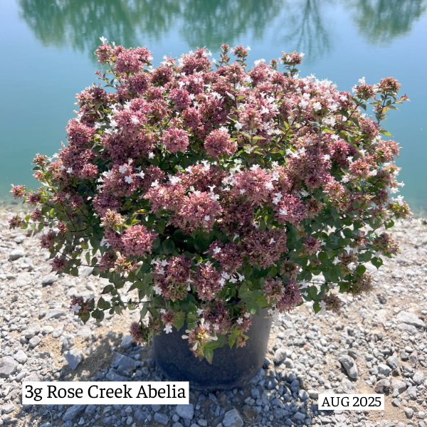 abelia-x-grandiflora-rose-creek-glossy-abelia