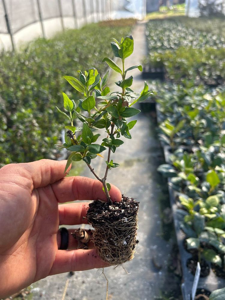 abelia-x-grandiflora-rose-creek-glossy-abelia