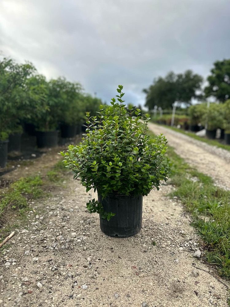 abelia-x-grandiflora-rose-creek-glossy-abelia