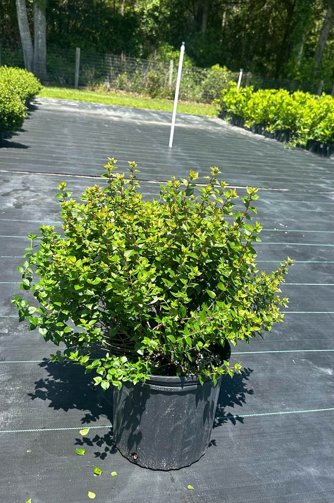 abelia-x-grandiflora-rose-creek-glossy-abelia