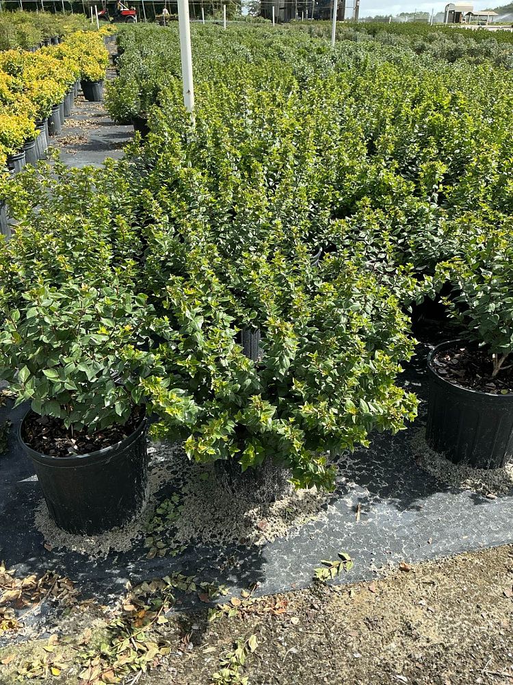 abelia-x-grandiflora-rose-creek-glossy-abelia