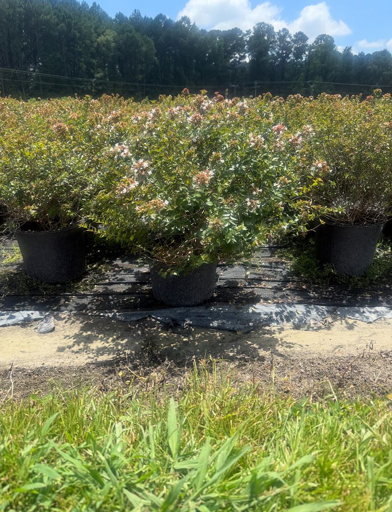 abelia-x-grandiflora-rose-creek-glossy-abelia
