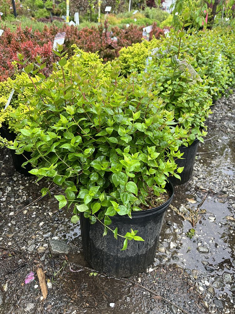 abelia-x-grandiflora-rose-creek-glossy-abelia