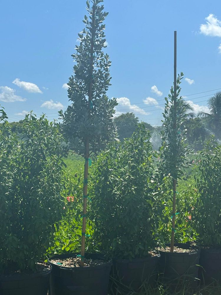 abelmoschus-esculentus-silver-queen-okra