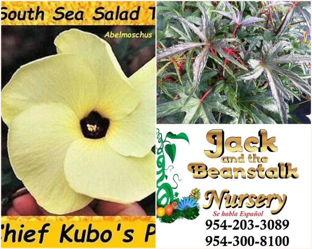 abelmoschus-manihot-chief-kubo-s-prize-edible-hibiscus-palmate-leaved-hibiscus-sunset-hibiscus-sunset-muskmallow-sweet-hibiscus
