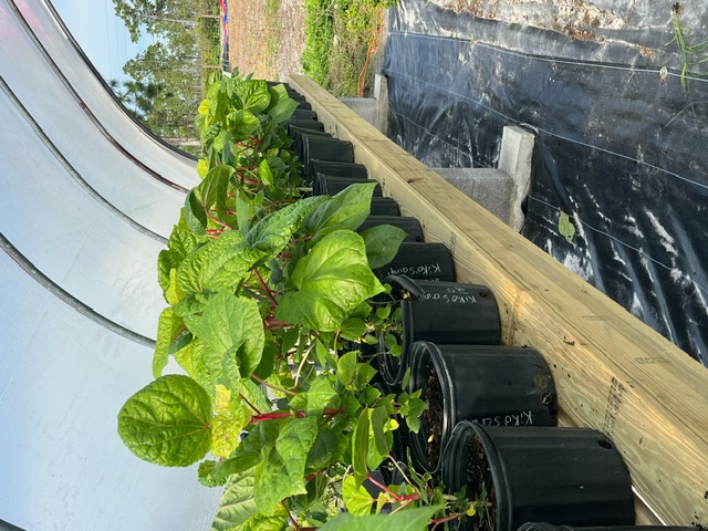 abelmoschus-manihot-kiko-s-crump-edible-hibiscus-palmate-leaved-hibiscus-sunset-hibiscus-sunset-muskmallow-sweet-hibiscus