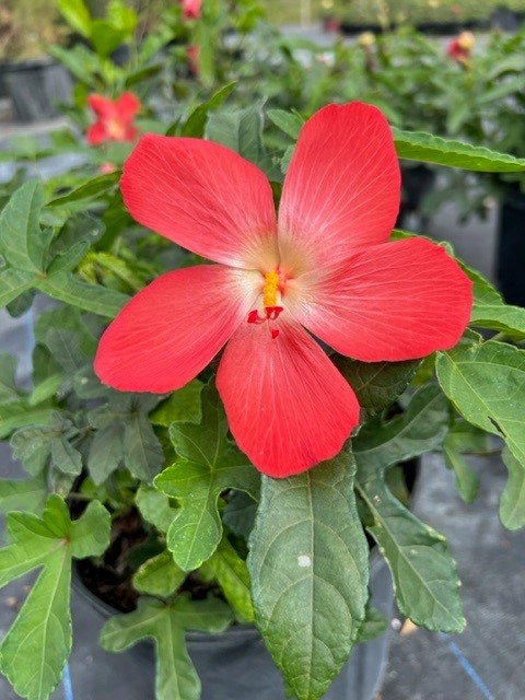 abelmoschus-moschatus-musk-mallow