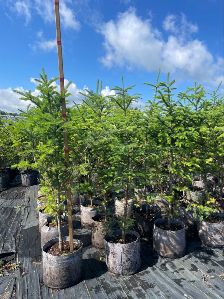 abies-balsamea-balsam-fir