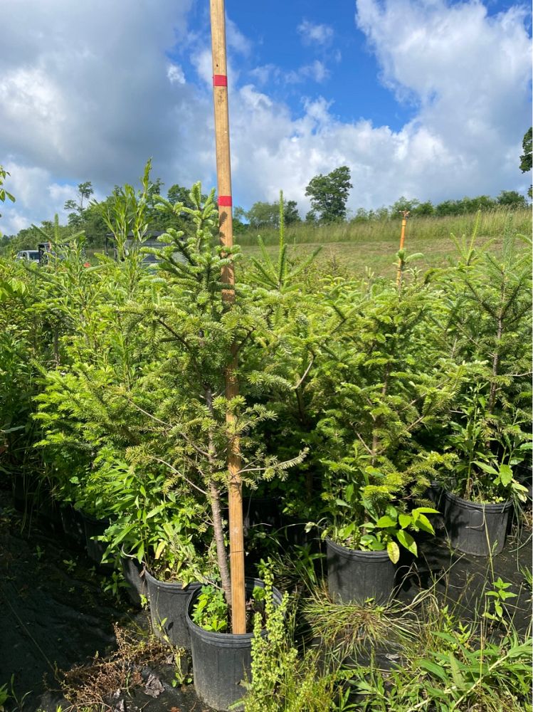 abies-balsamea-balsam-fir