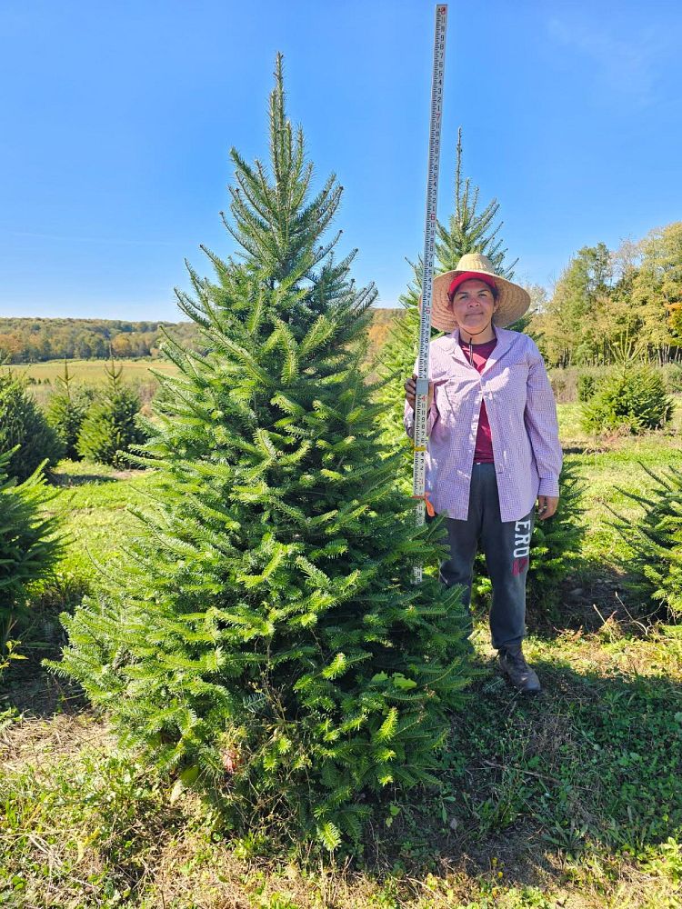 abies-balsamea-phanerolepis-canaan-fir