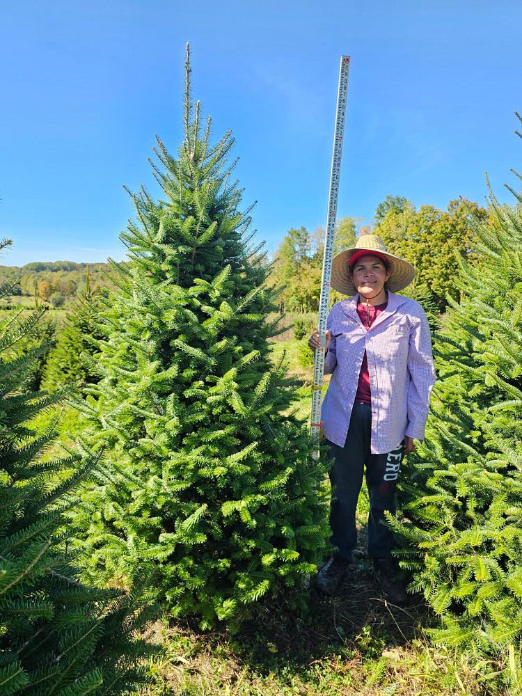 abies-balsamea-phanerolepis-canaan-fir