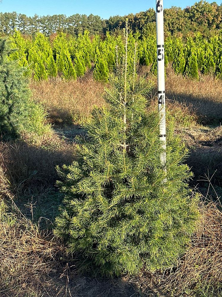 abies-concolor-concolor