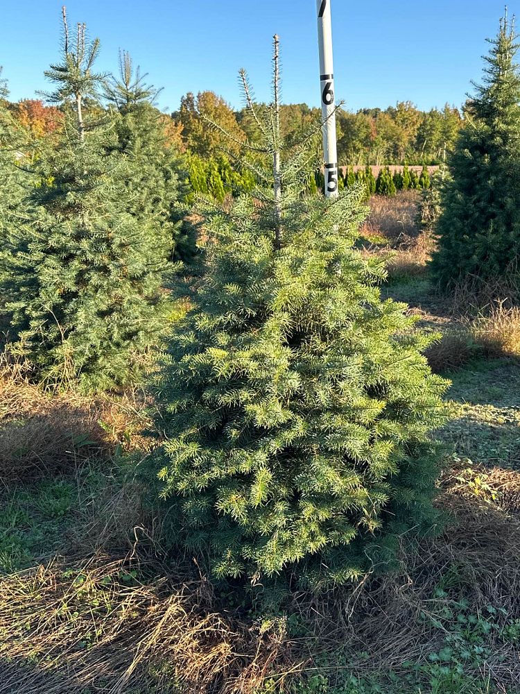 abies-concolor-concolor
