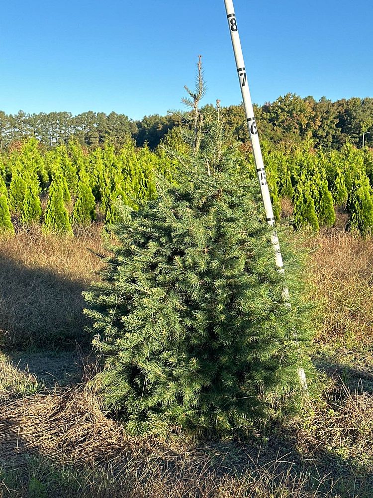 abies-concolor-concolor