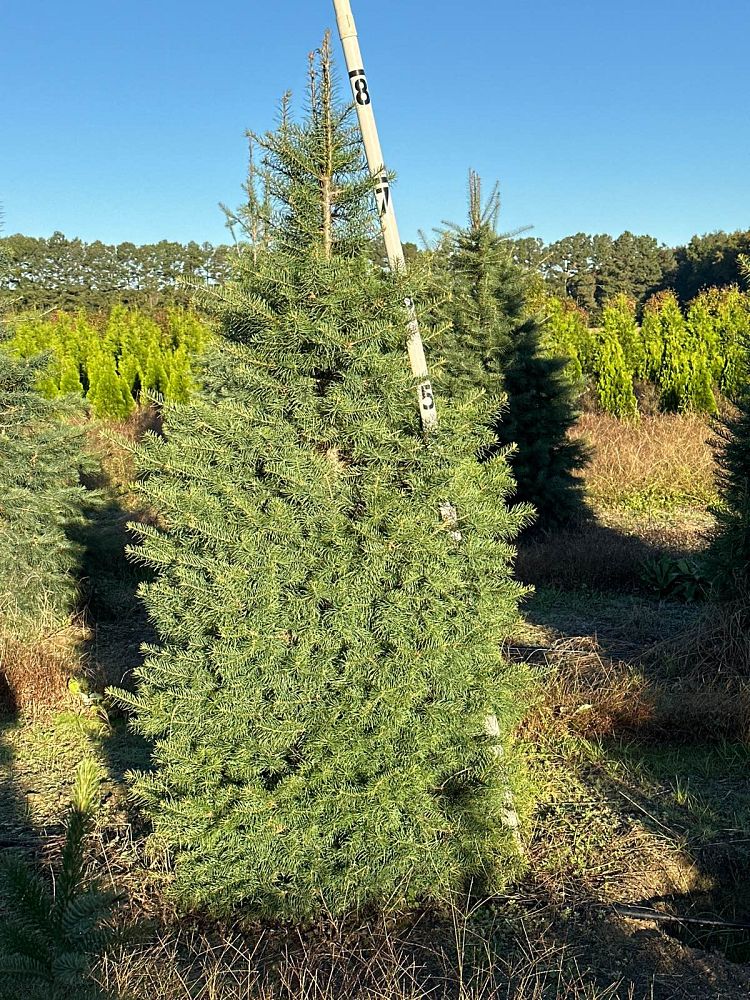 abies-concolor-concolor
