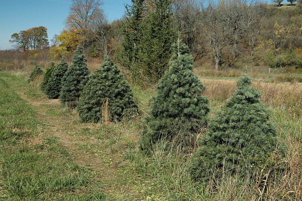 abies-concolor-white-fir