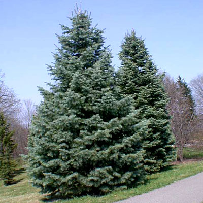 abies-concolor-white-fir