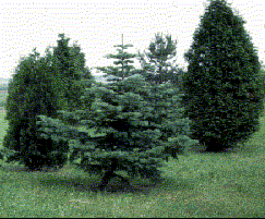abies-concolor-white-fir