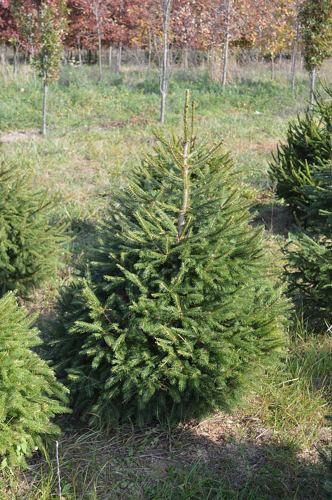 abies-concolor-white-fir