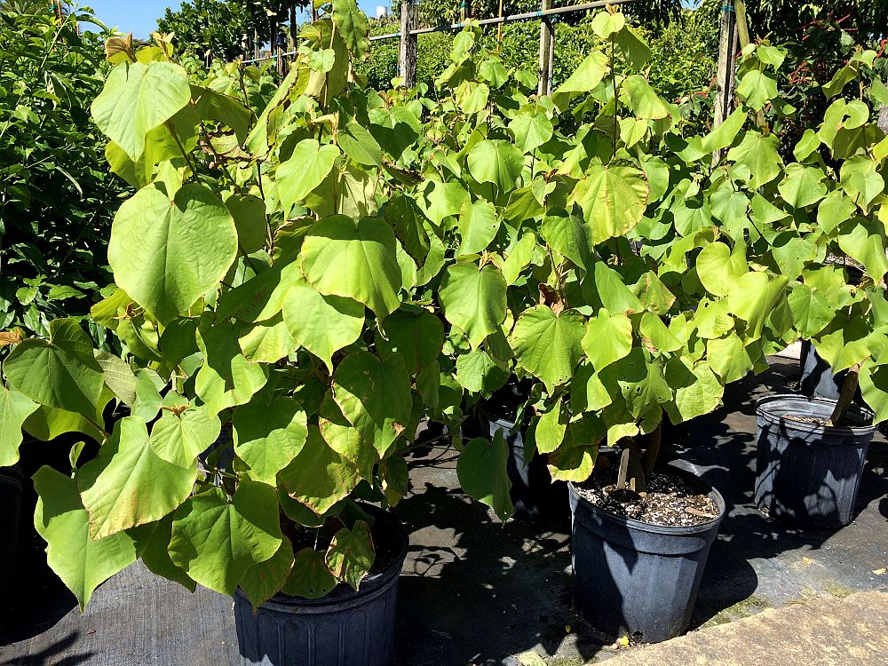 abutilon-chitendenii-indian-mallow