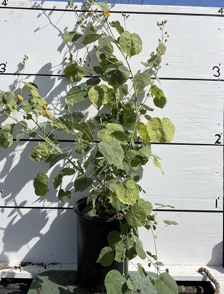 abutilon-palmeri