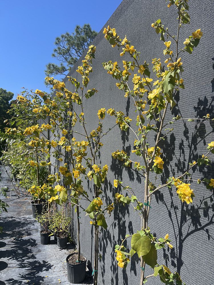abutilon-permolle-coastal-indian-mallow
