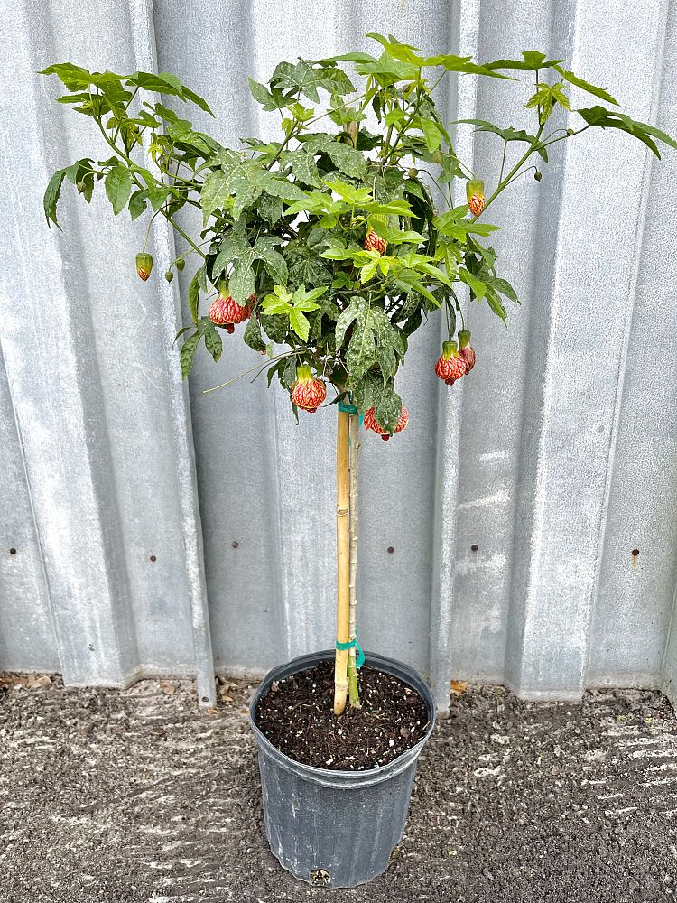 abutilon-red-chinese-bell-flower-chinese-lantern-flowering-maple