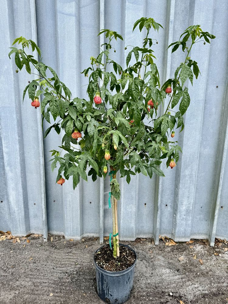 abutilon-red-chinese-bell-flower-chinese-lantern-flowering-maple
