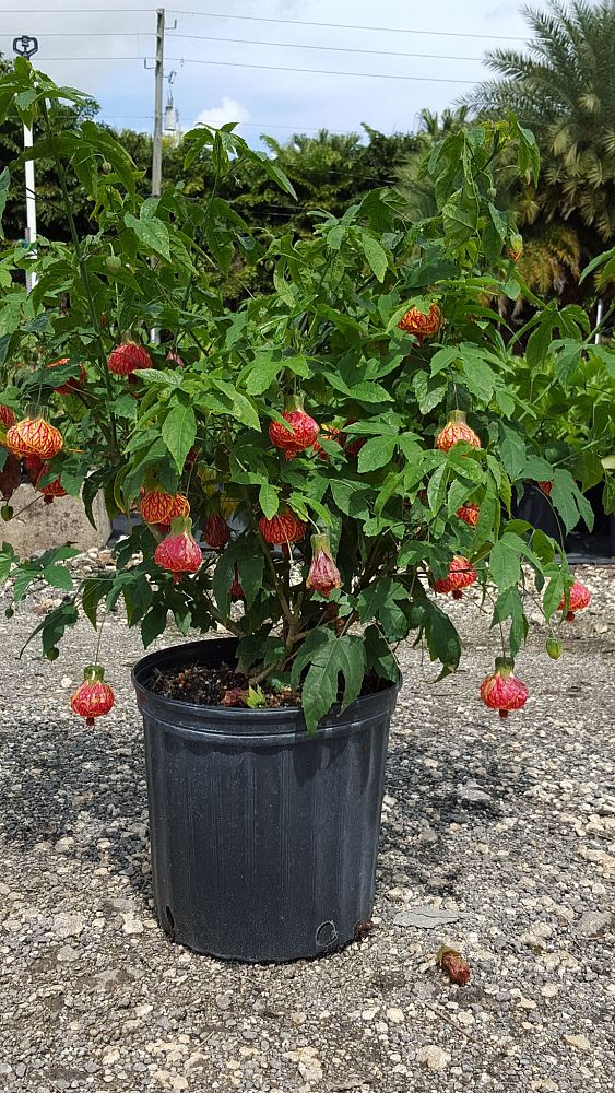 abutilon-spp-chinese-bell-flower-chinese-lantern-flowering-maple