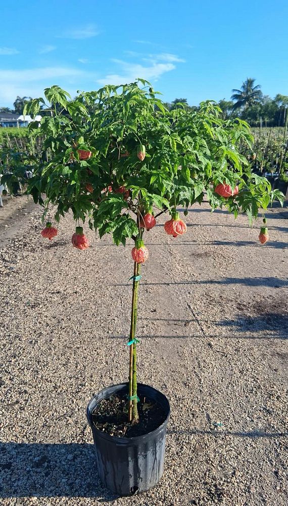 abutilon-spp-chinese-bell-flower-chinese-lantern-flowering-maple