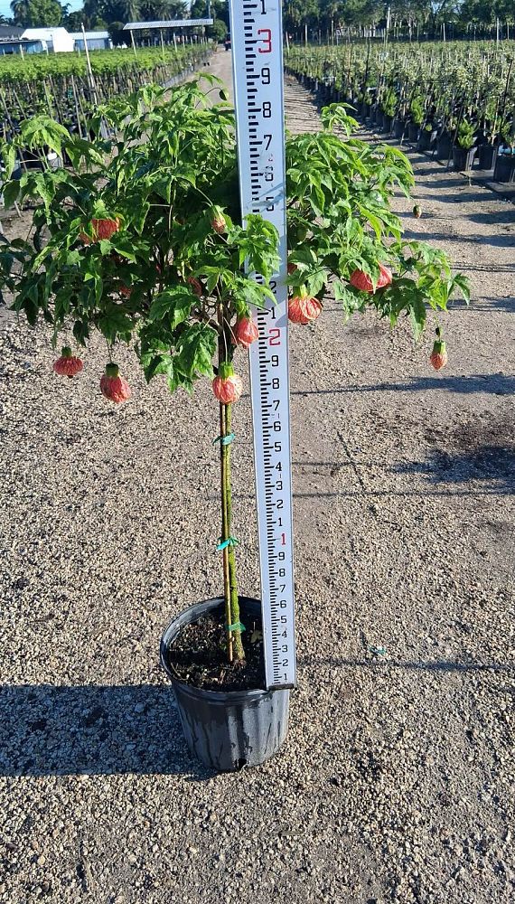 abutilon-spp-chinese-bell-flower-chinese-lantern-flowering-maple