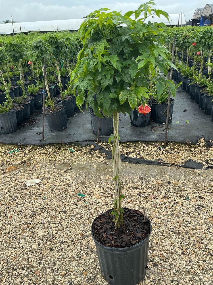 abutilon-spp-chinese-bell-flower-chinese-lantern-flowering-maple