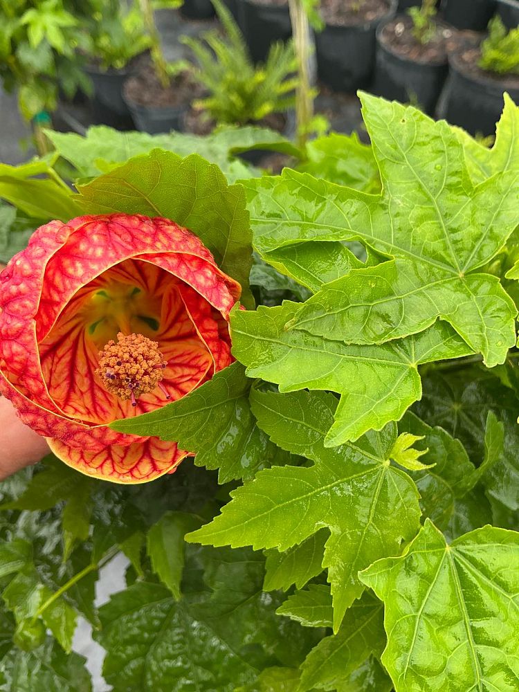 abutilon-spp-chinese-bell-flower-chinese-lantern-flowering-maple