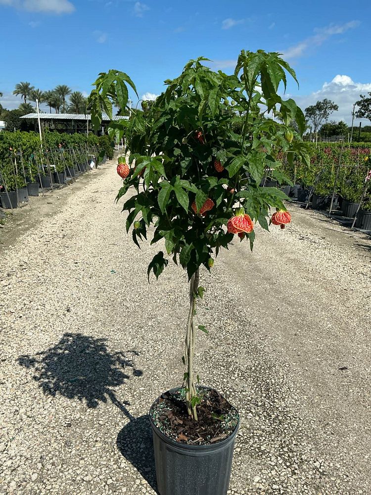 abutilon-spp-chinese-bell-flower-chinese-lantern-flowering-maple