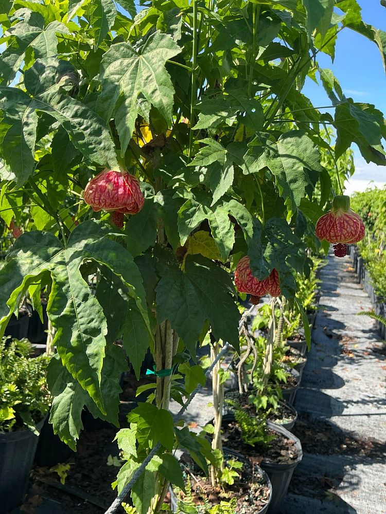 abutilon-spp-chinese-bell-flower-chinese-lantern-flowering-maple