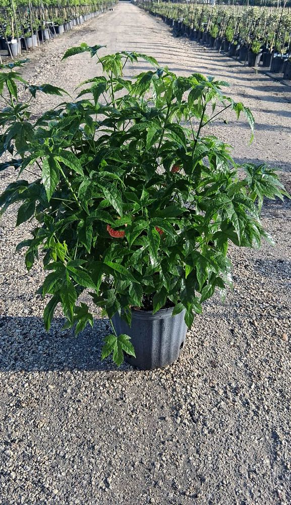 abutilon-spp-chinese-bell-flower-chinese-lantern-flowering-maple