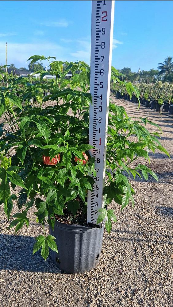 abutilon-spp-chinese-bell-flower-chinese-lantern-flowering-maple