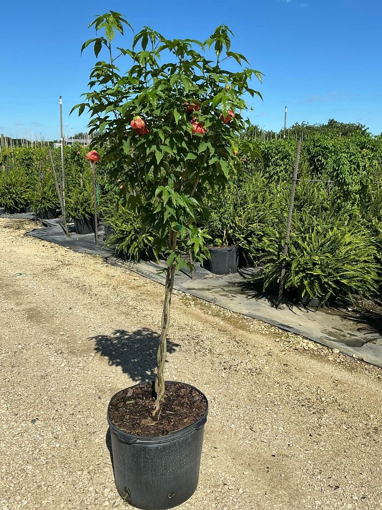 abutilon-spp-chinese-bell-flower-chinese-lantern-flowering-maple