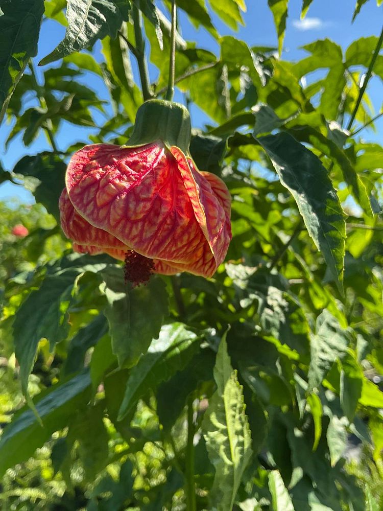 abutilon-spp-chinese-bell-flower-chinese-lantern-flowering-maple