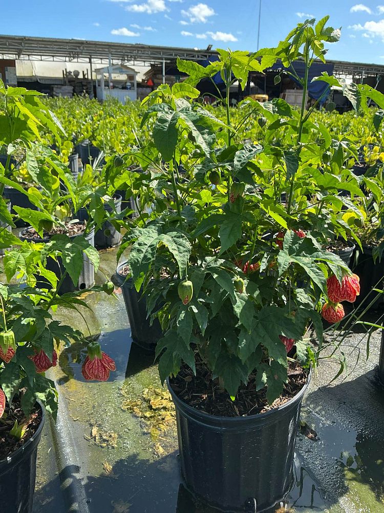 abutilon-spp-chinese-bell-flower-chinese-lantern-flowering-maple