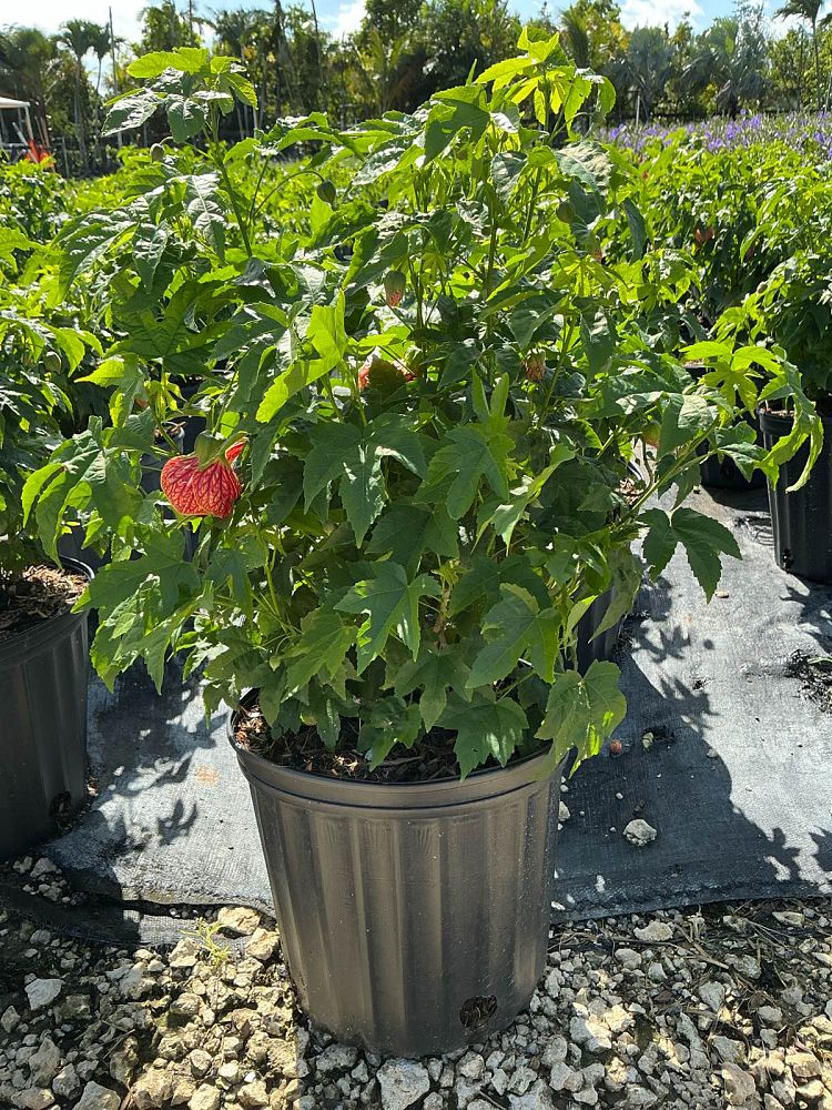 abutilon-spp-chinese-bell-flower-chinese-lantern-flowering-maple