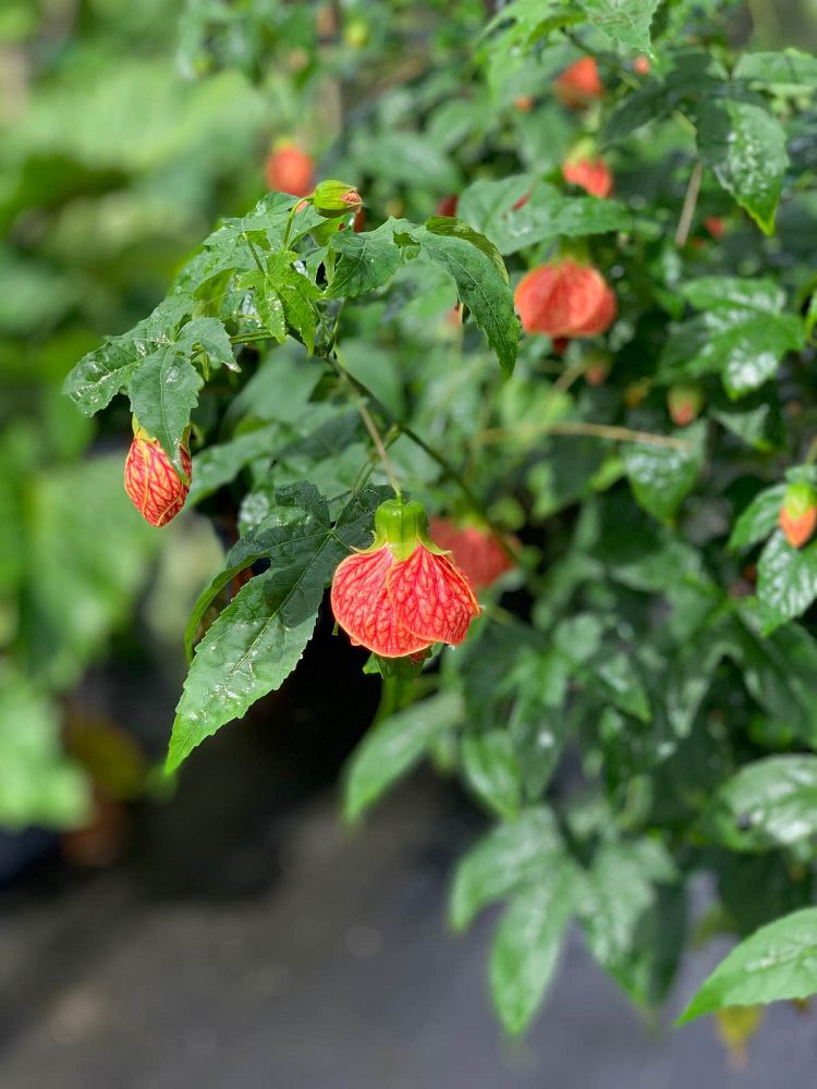 abutilon-tiger-eye-chinese-bell-flower-chinese-lantern-flowering-maple