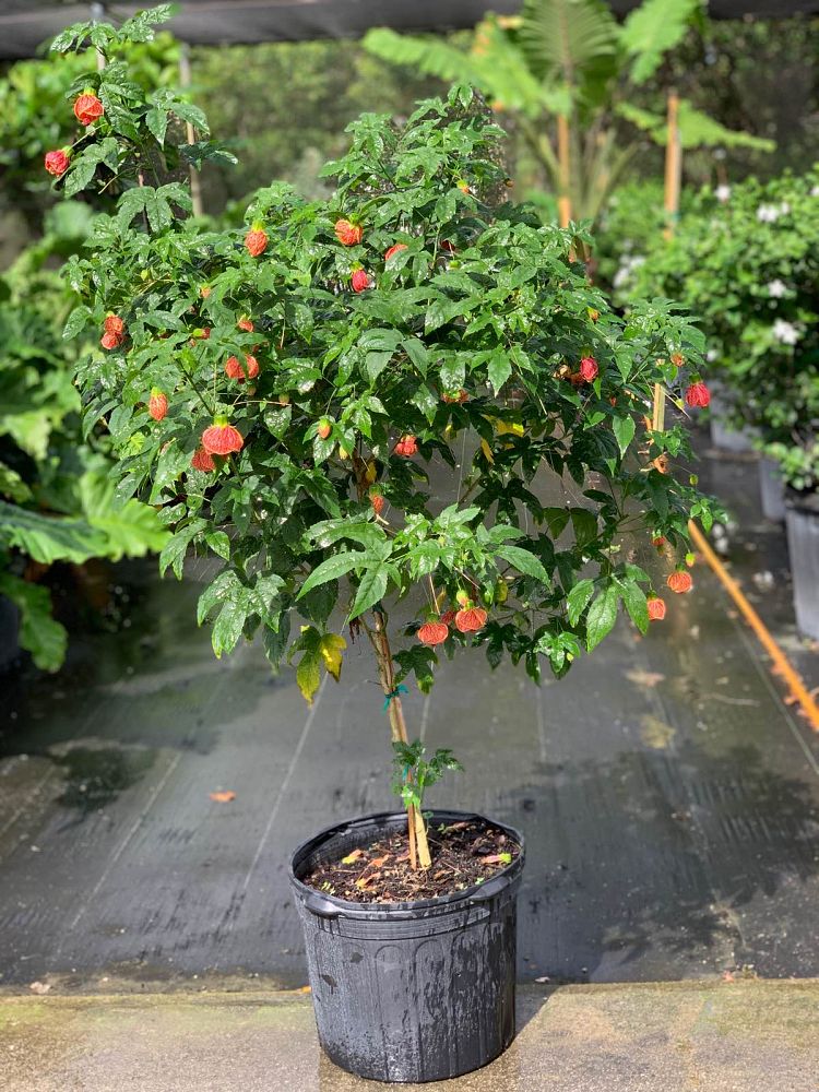 abutilon-tiger-eye-chinese-bell-flower-chinese-lantern-flowering-maple