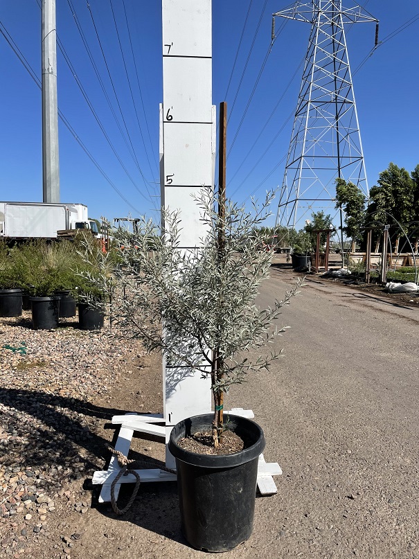 acacia-aneura-mulga