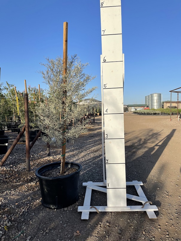 acacia-aneura-mulga