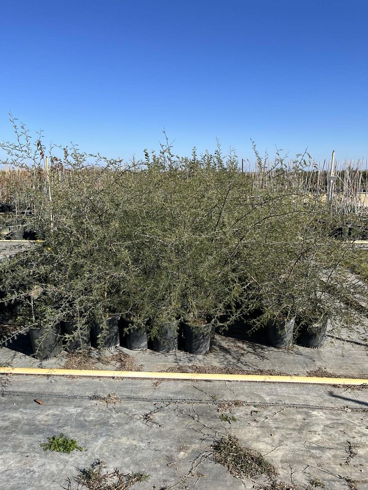 acacia-berlandieri-guajillo-acacia