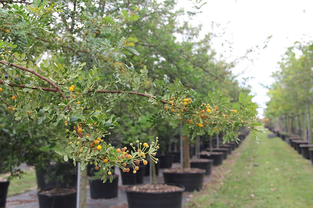 acacia-choriophylla-cinnecord
