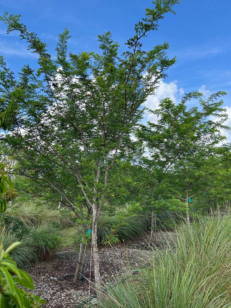 acacia-choriophylla-cinnecord