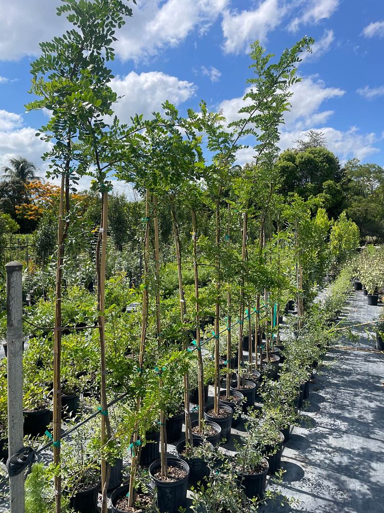 acacia-choriophylla-cinnecord